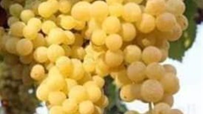 صاحب العنب
