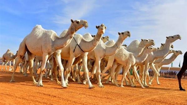 موقع أيام نيوز