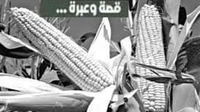 قصه سر النجاح 