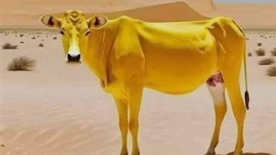 قصه وعبرة 