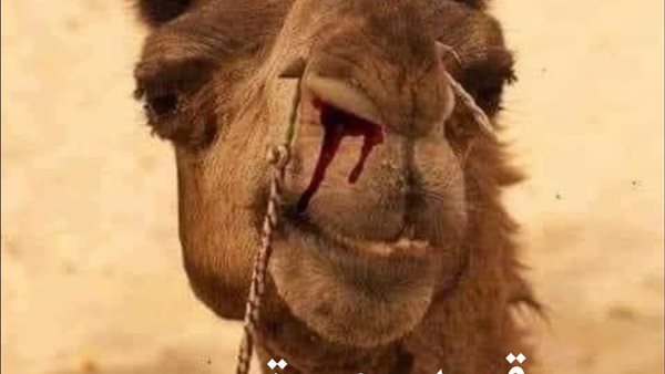 موقع أيام نيوز