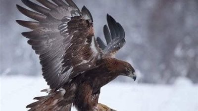 قصه وعبرة وحكمه 
